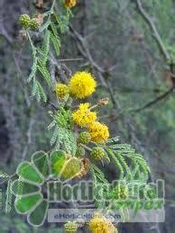 Acacia Tortilis Seeds at Best Price in Dehradun | Horticultural Impex