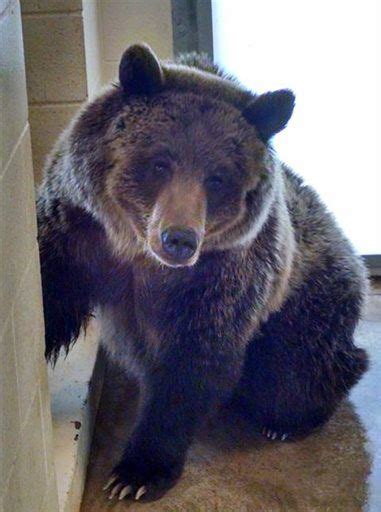 Grizzly bear at Pocatello Zoo named 'Shoni' | Local | idahostatejournal.com