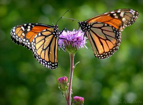 Butterfly Kisses by jewels4665 on DeviantArt