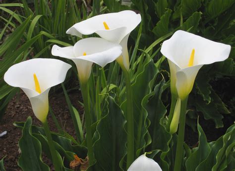 Zantedeschia aethiopica Profile – California Invasive Plant Council