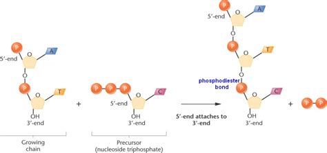 chain_elongation.html 11_08-chain_elongation.jpg