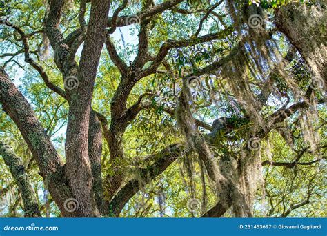 Trees in Apalachicola River Wildlife and Environmental Area, Florida - USA Stock Image - Image ...