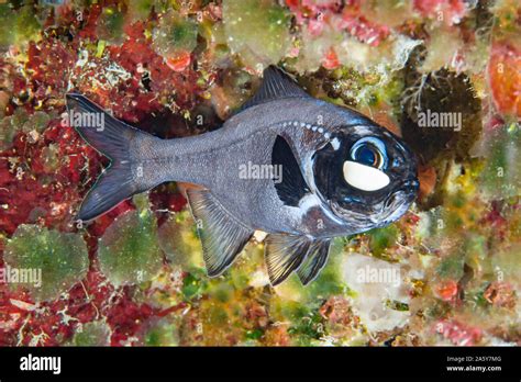 Flashlight fish bioluminescence hi-res stock photography and images - Alamy