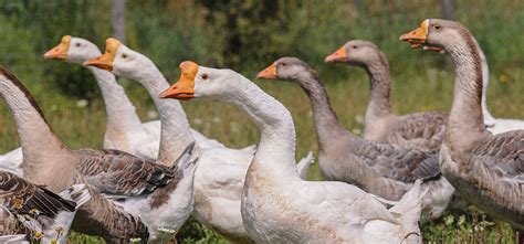 Potential Goose Health Challenges - The Open Sanctuary Project