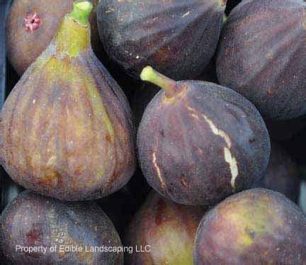 Fig – Edible Landscaping