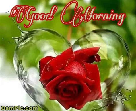 Good Morning Romantic Rose Flower - good morning motivational quotes