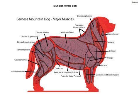 Dog Muscles Labeled