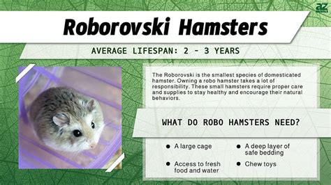 Roborovski Dwarf Hamster: Pet Care Guide, Lifespan, Cost, and Important ...