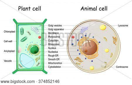 Plant Cell Animal Vector & Photo (Free Trial) | Bigstock