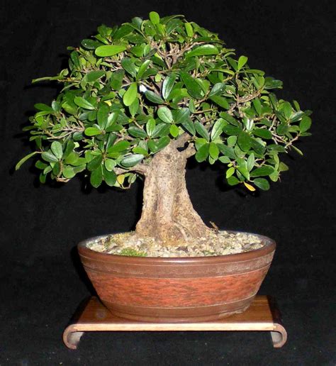 Trees Suitable for Bonsai Making
