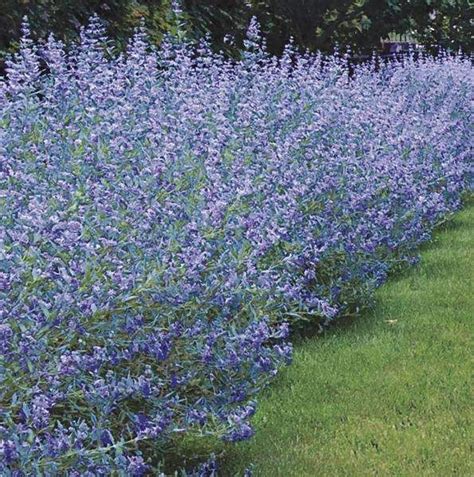 Caryopteris 'Longwood Blue' (Bluemist Spirea) Plants | Urban garden, Garden shrubs, Garden design