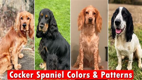 Cocker Spaniel Colors