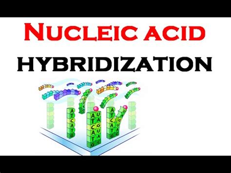 Nucleic acid hybridization | DNA hybridization - YouTube