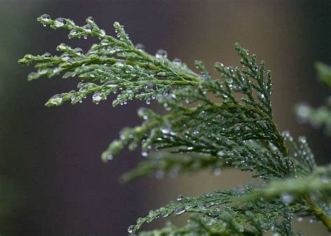 Cypress Tree Pictures, Facts on Cypress Trees