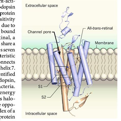 | Structure of a closed light-gated cation channel. Channelrhodopsins ...