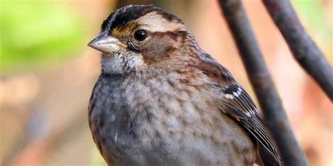 White-throated sparrow | Smithsonian's National Zoo