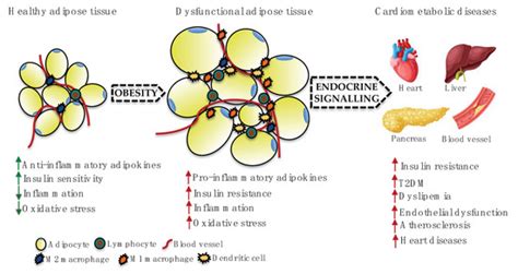 IJMS | Free Full-Text | Adipokines and Inflammation: Focus on ...