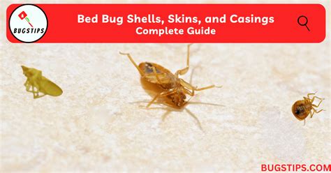 Bed Bug Shells, Skins, and Casings| Complete Guide - BugsTips