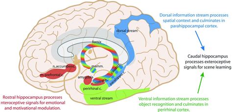 Memory Part 2: The Role of the Medial Temporal Lobe | American Journal of Neuroradiology