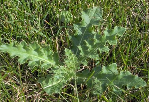 Weed of the Week – Canadian Thistle