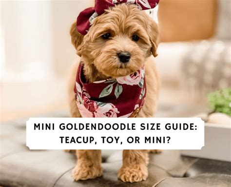 Mini Goldendoodle Size Guide (2024) - Teacup, Toy, or Mini? - We Love Doodles