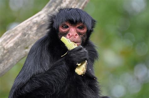 Black Spider Monkey Facts, Habitat, Diet, Life Cycle, Baby, Pictures