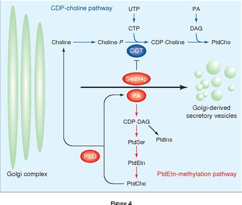 phosphatidylcholine metabolic process | Semantic Scholar