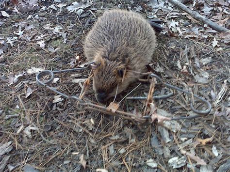 Pete Rogers Outdoors: Trapping season