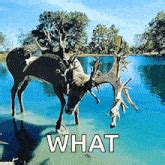 White Tail Deer Therian GIF - White Tail Deer Therian White Tail Deer Therian - Discover & Share ...