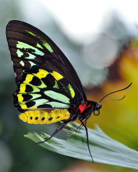 Butterfly in the Butterfly Wing at Reiman Gardens - Photostream - Iowa State University