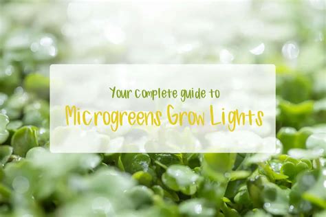 Microgreens Lighting Guide: Choosing Lights and Setting Them Up - Microgreens Corner