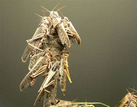 Locust Symbolism: Are They Omens Of Death And Disease?