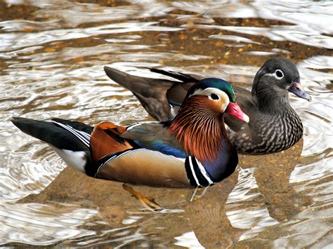 Mandarin Duck | Alexandria Zoo