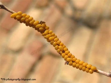 Yellow Insect Eggs | Nature, Cultural, and Travel Photography Blog