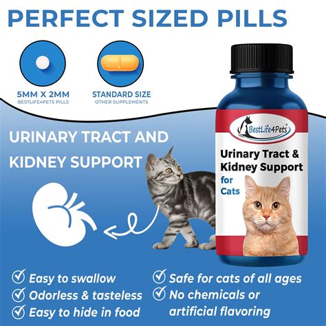 Natural Cat UTI Remedy | Bladder Infection, Kidney Support // BestLife4Pets