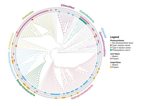 TreeViewer: flexible, modular software to visualise and manipulate phylogenetic trees