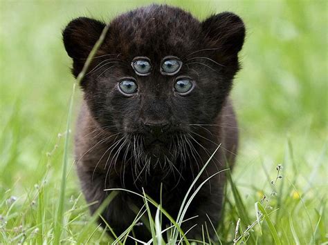 Baby Panther Wallpapers - Wallpaper Cave