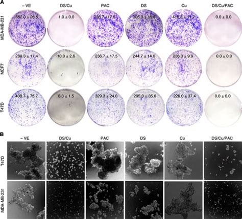 Clonogenic Assay | Suspension Cells | Colony Formations