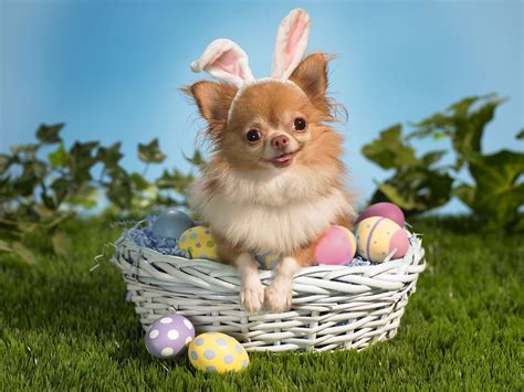 Bunny Wishes You a Happy Easter Wallpapers | HD Wallpapers | ID #4926