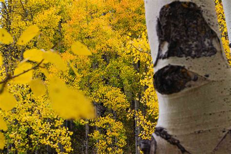 The Fall Foliage of Quaking Aspen Trees