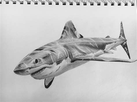 First time drawing a shark. Still need to add shading for water and ...