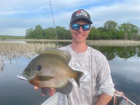 How Big Do Bluegill Get? (With Average and Record Sizes) | Strike and Catch