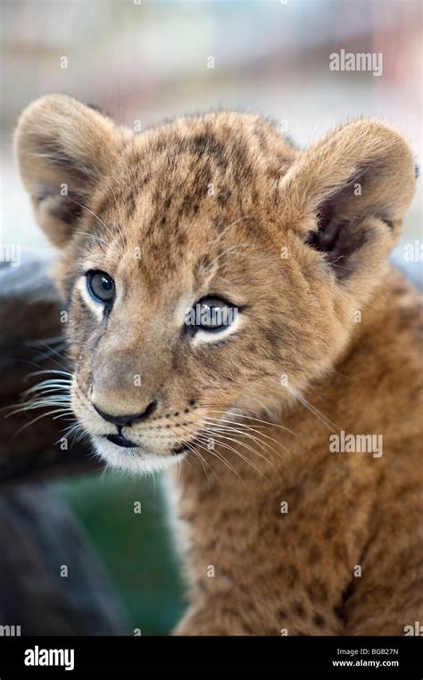 Lion Cub; Close Up Of Lion Cub's Face Stock Photo - Alamy