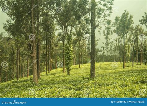 Ooty Tea Gardens at Tea Estate...wayanad Border Stock Image - Image of ...