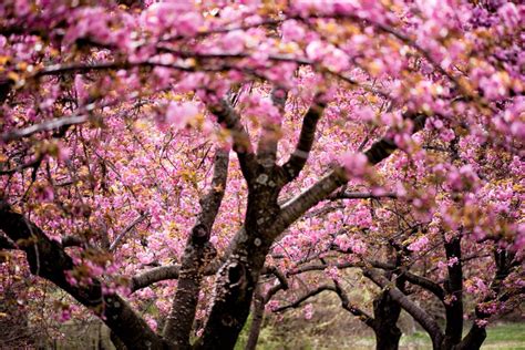 Cherry Blossom Background, Pink Cherry Blossom, #26043