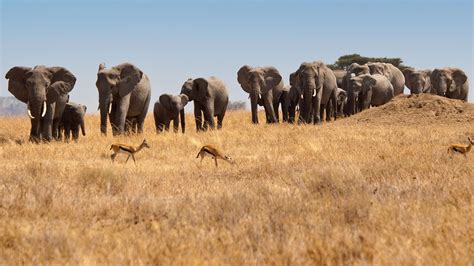 Falls, Beaches & Serengeti Adventure (Southbound) in Tanzania, Africa - G Adventures