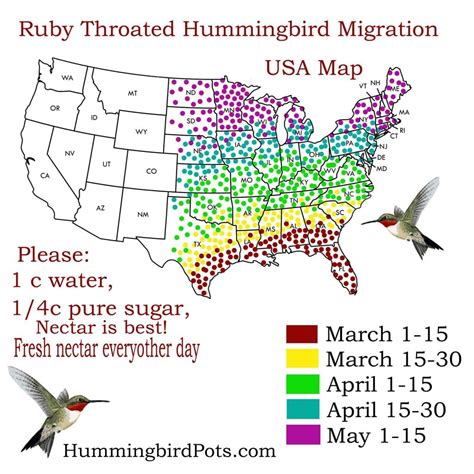 Ruby Throated Hummingbird Migration Map 2024 - Liuka Prissie