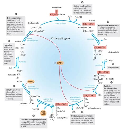 Krebs Cycle: Location, Enzymes, Steps, Products, Diagram