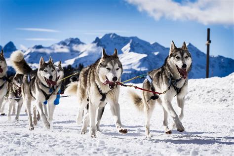 Sled Dog Breeds | The Smart Dog Guide