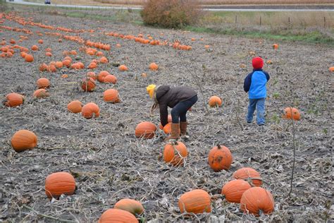 Kids in Pumpkin Patch - Green Thumb Advice